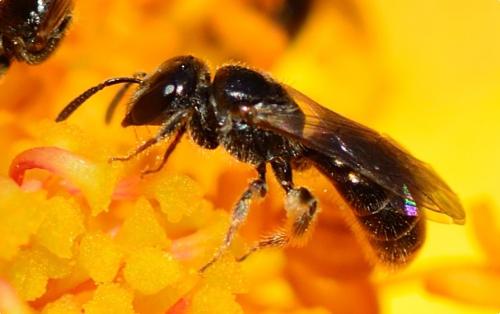 Lasioglossum sp.